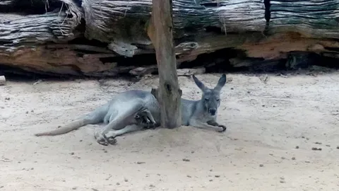 สวนสัตว์อุบลฯ เฮ! ต้อนรับสมาชิกใหม่ ลูกจิงโจ้แดง