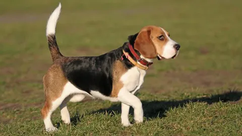 เด็กซบน้องหมา ช่วยซับน้ำตาให้