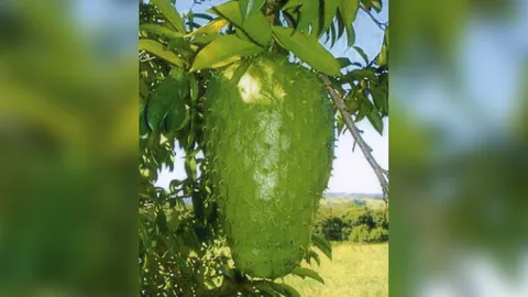 “ทุเรียนเทศ” ดังไม่หยุด