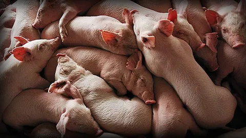 ชาวบ้านผวา! พบซากหมูโยนทิ้งคลองชลฯ เมืองขุนแผน