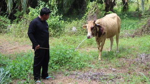 ทำได้ลง! คนร้ายสาดสารเคมีใส่หน้าวัวท้องแก่ เป็นแผลเหวอะ