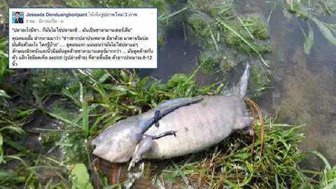 เฉลยแล้ว! แชร์ว่อนเน็ต "ปลามีขา" นักวิทย์ฯ ชี้ มันคือซาลาแมนเดอร์ (ชมคลิป)