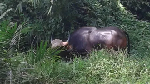 มาได้ไง! กระทิงป่าโผล่สวนปาล์ม ไล่ขวิดวัวบ้านกระเจิง 