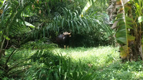 เจอแล้ว 'ไอ้ไข่ดำ' กระทิงป่า ทิ้งฝูงมาอยู่ในหมู่บ้าน