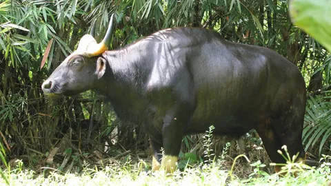 เตือน! ไปดู 'ไอ้ไข่ดำ' กระทิงหลงป่า อย่าใส่เสื้อสีฉูดฉาด