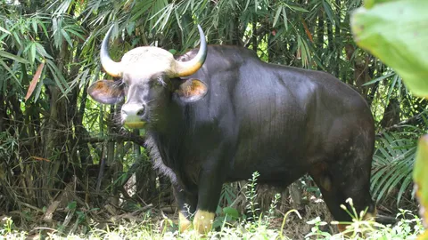 'ไอ้ไข่ดำ' กระทิงเปลี่ยวออกจากพื้นที่ หลังพบไปซุ่มดูฝูงวัวตัวเมีย