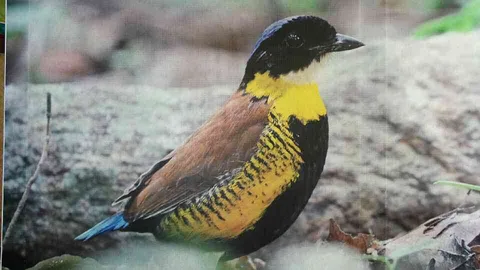 ทีมวิจัยไม่ท้อ หาต่อ 'นกแต้วแร้วท้องดำ' เชื่อยังไม่สูญพันธุ์