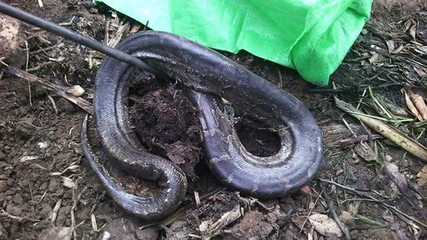 แม่ 'งูเหลือม' หวงไข่! เฝ้าวนเวียน ไฟไหม้ยังไม่หนี