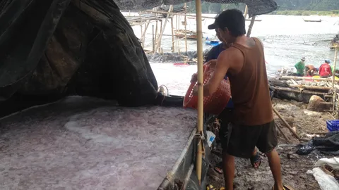 ขุมทรัพย์ ‘แมงกะพรุน’ ทะลักอ่าวกระบี่! บ่งชี้ทะเลสุดสมบูรณ์ (ชมคลิป)