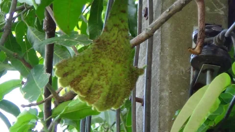 ใบไม้ประหลาด! งอกบนกิ่งมะม่วง คอหวยแห่ดูตีเป็นเลขเด็ด  