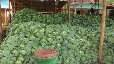 เกษตรกรน้ำตาร่วง! กะหล่ำปลีเมืองตากราคาฮวบ  เจอกะหล่ำลาวฮุบตลาด