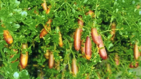 "มะนาวนิ้วมือ" มีต้นขายแหล่งใหญ่