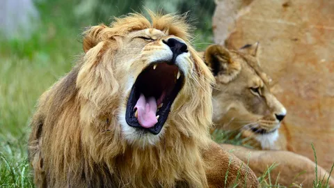 สลด! สิงโตโดดขึ้นรถ ขย้ำนักท่องเที่ยวดับในแอฟริกาใต้