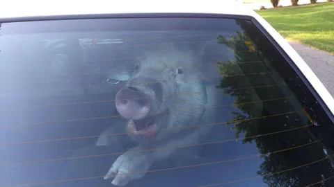 จับแพะยังดีกว่า ตร.มะกันพาหมูหลุดส่งเจ้าของ แทบช็อกของชำร่วยเต็มเบาะ (ชมคลิป)