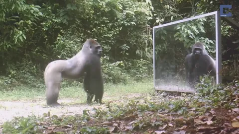 มาดูกัน! เมื่อ 'สัตว์ป่า' เห็นภาพตัวเองในกระจกเงาเป็นครั้งแรก จะเป็นอย่างไร (ชมคลิป)