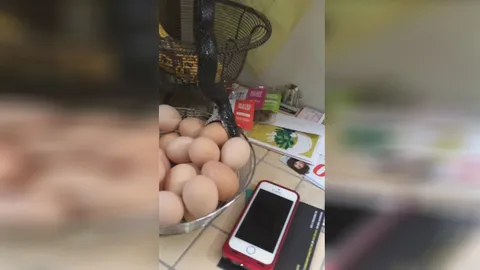 ผงะ!! เจองูแอบขโมยกินไข่ไก่ ในห้องครัว (ชมคลิป)