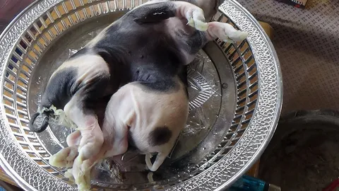 ชาวบ้านอ่างทอง แห่ขอเลขเด็ด ซากหมูแปลก หลังให้โชคนับแสน