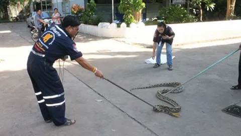 แตกตื่น! งูเหลือมเลื้อยเข้าห้องเรียน 'ครู-เด็ก' เตลิดกันวุ่น