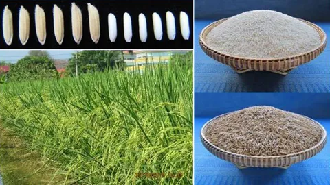 ม.แม่โจ้พัฒนาข้าวเหนียวพันธุ์ใหม่กลิ่นหอมอ่อน