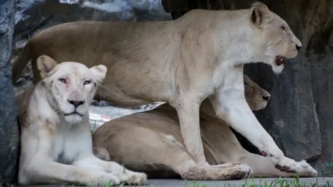 ครบรอบ 38 ปี สวนสัตว์เชียงใหม่ เปิดตัว 'สิงโตขาว' จากแอฟริกาใต้