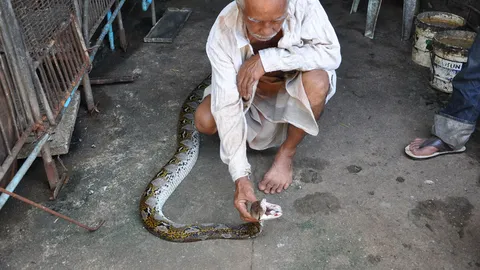 จับงูเหลือมยาวกว่า 4 เมตร จ้องเขมือบลูกหมูเพิ่งเกิด