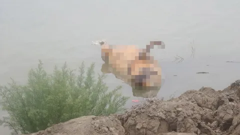 พบซากโลมาอิรวดี ลอยตายในบ่อกุ้งที่สมุทรสาคร 