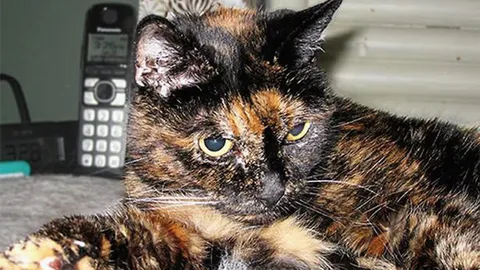 แมวแก่ที่สุดในโลกตายแล้ว