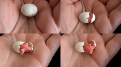 หาชมยาก! วินาทีสุดอัศจรรย์ของลูกนก ขณะฟักตัวออกจากไข่ (ชมคลิป)