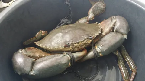 ฮือฮา! ปูยักษ์ ขนาด 2.5 กก. ทะเลกระบี่ จ่อ ขยายพันธุ์  (ชมคลิป)