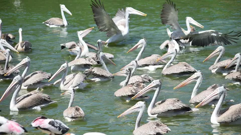 สวนสัตว์เขาเขียว ชวนดูนกกระทุงอพยพ แห่งเดียวในไทย