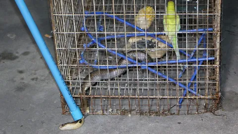 งูเห่ากินนก! เลื้อยเข้ากรงเขมือบตัวผู้  ไล่ฉกตัวเมีย