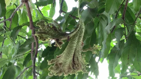 ฮือฮา!! พบช่อดอกมะม่วง คล้ายหงอนพญานาค ชาวบ้านแห่ขอเลขเด็ด (ชมคลิป)