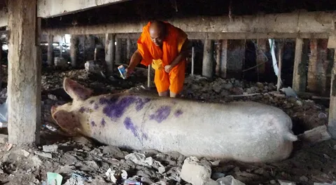  ลุกไม่ได้แล้ว 'สงกรานต์' หมูแสนรู้หนักครึ่งตันขาเน่า วอนช่วย