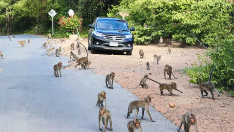 กองทัพลิง บุกกองทัพเรือ! นับพันตัวหิวโซ ปิดถนนขออาหาร