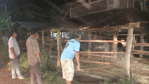 ชาวนครพนม ผวา! แก๊งลักวัว-ควาย อาละวาด