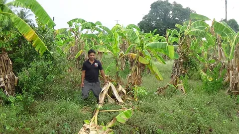 ชาวสวนอ่างทองครวญ แล้งขาดน้ำ กระทบกล้วย ตายยกสวน