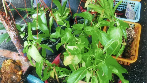 "ผักเชียงดา" อร่อยสรรพคุณดี