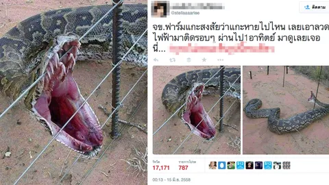 เช็กก่อนแชร์: ไขปริศนาภาพสุดสะพรึง 'อนาคอนด้ายักษ์' ขย้อนแกะทั้งตัว จริงหรือ?!  