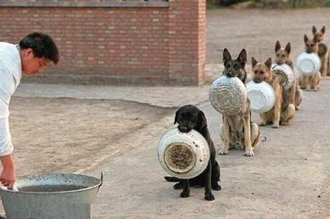 ตูบตำรวจยอดระเบียบจัด