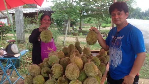 เคยกินยัง! ทุเรียนบ้านปักษ์ใต้ เนื้อน้อย แต่หรอยอย่างแรง