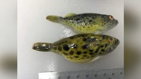 เผยกิน “ปักเป้าน้ำจืด” อันตรายถึงเสียชีวิต