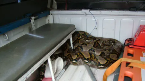 ผงะ! พบงูเหลือมยักษ์ กลางสวนยางเมืองคอน ยาวกว่า 6 เมตร