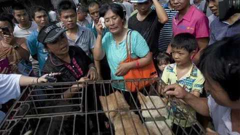 หญิงจีนไถ่ชีวิตสุนัขนับร้อย