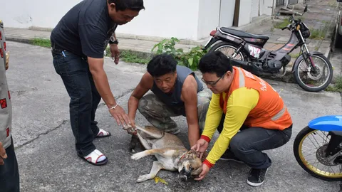 ชายใจดี ช่วย 'เจ้าถั่วเขียว' สุนัขจรจัด ถูกวางยาเบื่อ