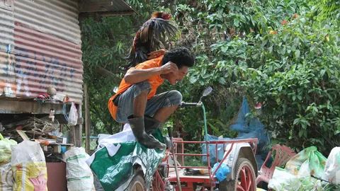 แม่เฒ่ากำแพงเพชร เลี้ยงไก่ชนดุ จิกตีไม่เลือก ให้เฝ้าบ้านแทนสุนัข