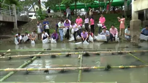 พะเยาปล่อยกุ้งก้ามกราม 1 ล้านตัว นำร่องอ่างเก็บน้ำหนองขวาง