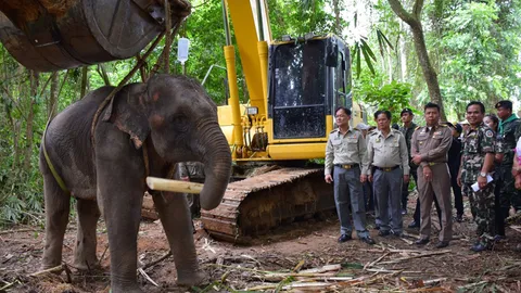 ทีมสัตวแพทย์ลงพื้นที่ประจวบฯ ช่วยลูกช้างป่าป่วย ล่าสุดอาการดีขึ้น