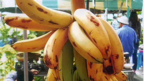 “กล้วยหอมกะเหรี่ยง” กินเยอะไม่จุกแน่นหน้าอก