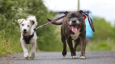 ฮือฮาทั่วเน็ต 2 หมาคู่ซี้ 'ตาบอด-นำทาง' เมืองผู้ดีหาบ้านใหม่ (ชมคลิป)