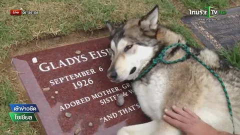 เช็กก่อนแชร์ : คลิปสุนัขร้องไห้ ที่แท้จัดฉากขึ้นมา (ชมคลิป)